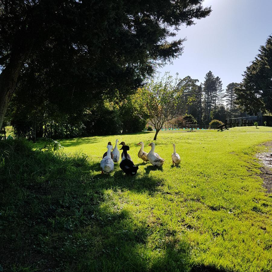 Poripori Homestead Tauranga Extérieur photo